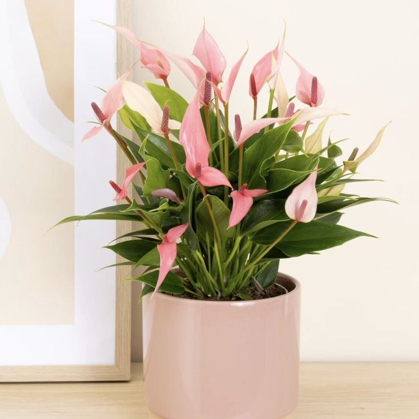 Anthurium Alicia